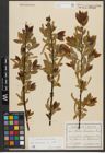 Foto von Salix triandra subsp. triandra L.